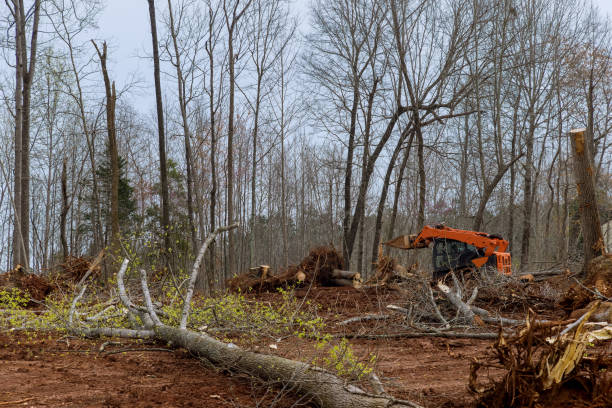 Best Firewood Processing and Delivery  in Morgantown, PA