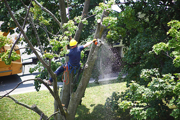 Grass Overseeding in Morgantown, PA